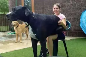 养狗会暴露经济情况？网友：养得起这些狗，绝对是“土豪”图片