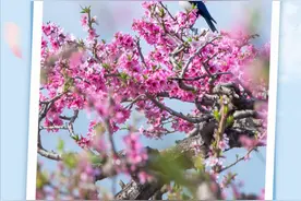 不负春光！2024济南春季赏花地图来了（上）图片