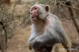 惹怒猴群遭到报复，印度250只狗被团灭，盘点5种特别记仇的动物图片