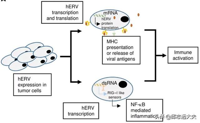 研究肿瘤必须知道的十一类肿瘤抗原