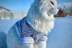 世界上最大的猫图片