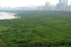 深圳如何通过“碳汇方法学”助力红树林保护？图片