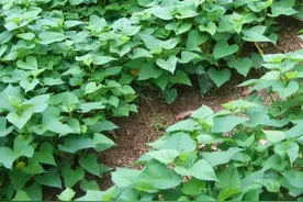 红薯叶的营养价值及食用图片