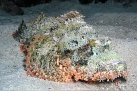 广东女子下河摸鱼被咬，半身失去知觉，这种不明生物是何方神圣？图片