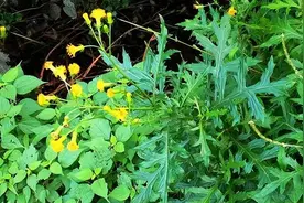 带你识别菊三七（土三七）图片