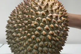 不要再说榴莲很贵了，它贵得有道理图片