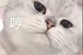 猫猫表情包合集图片