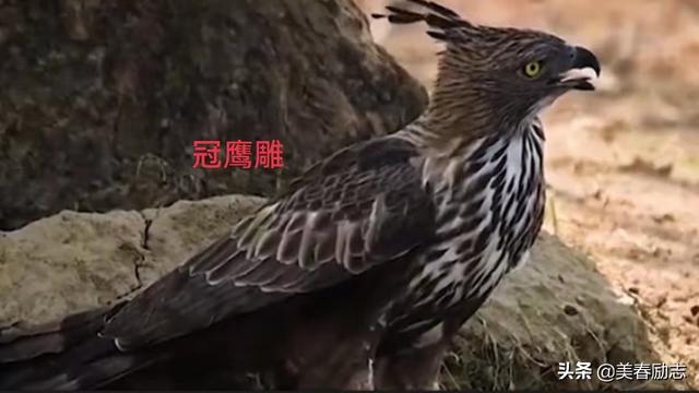 盘点非洲10大危险动物，为何狮群被集体团灭？谁才是非洲王者？