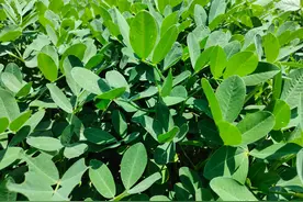 大豆啥时间控旺，用什么药剂效果好？图片