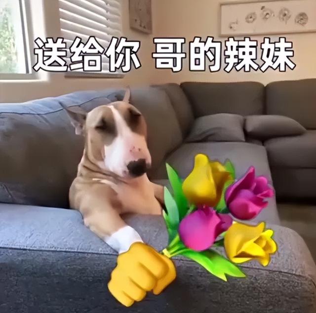 累了毁灭吧表情包