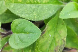 白粉虱横行，花卉养殖要重点防护，实践证明这样防护治疗效果显著图片