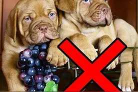 水果再好，这10种对狗狗来说，“毒性太大”图片