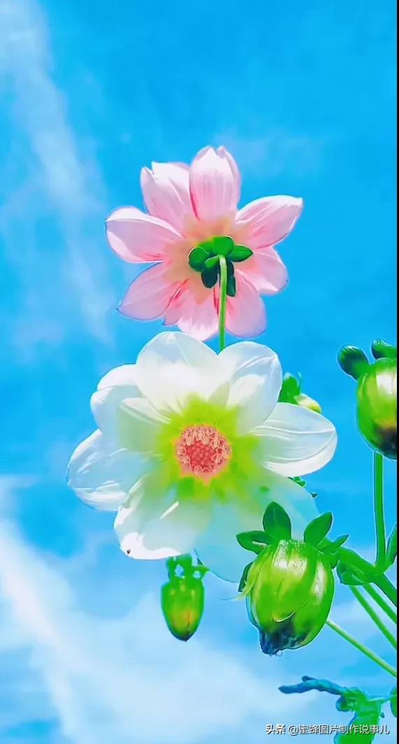 壁纸美图，五颜六色的鲜花，赏心悦目，美醉了