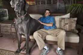 能养得起这4种狗的人，绝对是“大富之家”图片