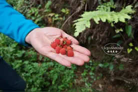 山里这28种野果，都是人间美味，满满童年的回忆，现在却很难吃到图片