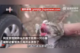 女子称数只小猫被餐馆员工烫死，“别人劝都不听”，涉事员工：猫很吵，已经道歉，我真的对猫又爱又恨图片