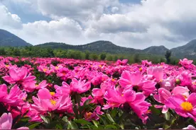 下个月，来这里看花！图片