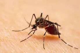 一群人里，为啥偏偏蚊子只咬你?跟血型没关系，真正原因是这4个图片