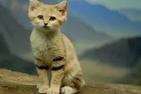 全世界永久消失的21种野生动物，仅存画像，它们被亡于人类的贪念图片