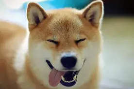柴犬长得像狐狸，有一张尖脸，是怎么回事？图片