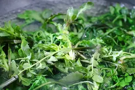 春天，遇到路边这种野菜别手软，多挖一些囤起来，分享6种做法图片