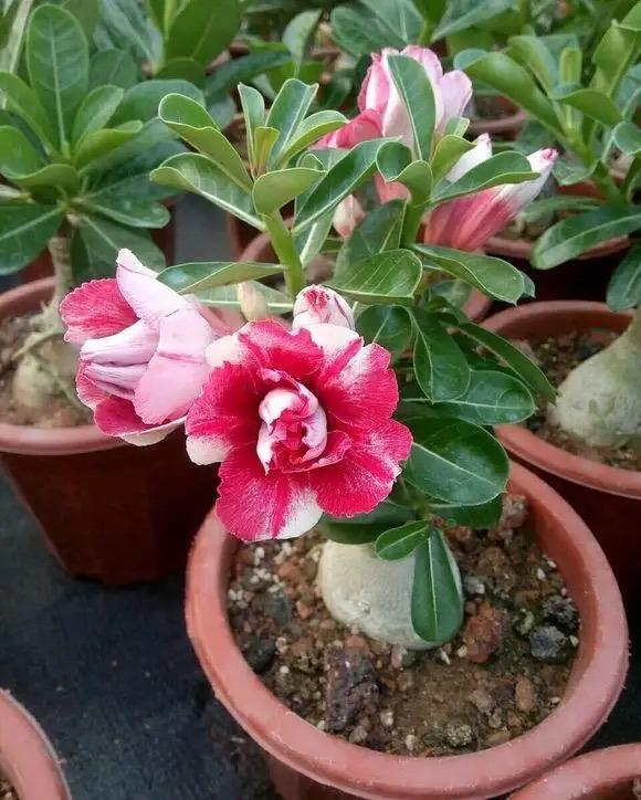 6种"耐旱花",别浇水太多,要旱养,顺畅过冬,兴旺健壮很漂亮