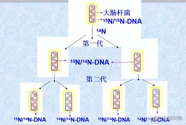 高中生物-基因的本质与表达