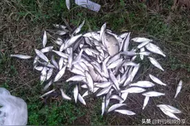 夏季鱼难钓，不如钓白条！教你2种“绝杀”招数，速刷白条很过瘾图片