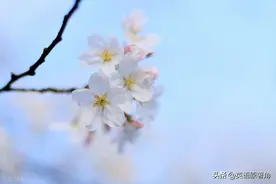 天使数字图片