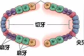 为什么有些人长智齿而有些人不长智齿？智齿一定要拔吗？图片