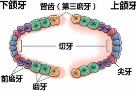 为什么有些人长智齿而有些人不长智齿？智齿一定要拔吗？图片