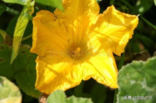 农村南瓜花卖到10元一斤，上海人为什么喜欢买它？