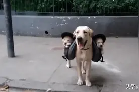 全能狗妈拉布拉多犬，竟带着宝宝出门遛弯，画面看着太温馨了图片