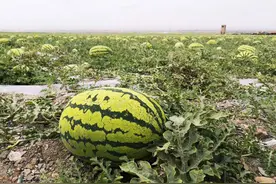 “戈壁西瓜”危害到底有多大？年盈利20亿，我国为何局部禁种？图片