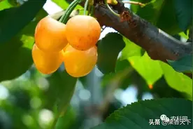 ​未来黄色大樱桃能否与红色品种分庭抗礼？图片
