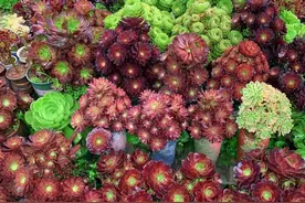 这5款多肉很漂亮，但是服盆速度是真的很慢，除了技术还需要耐心图片