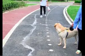 狗狗把路人的鸡腿抢吃了，主人只好向对方转钱道歉，狗：怪我咯？图片