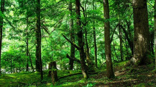 明月何时照我还的前一句是什么（王安石春风又绿江南岸）