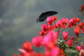 真正厉害的人，懂得“蝴蝶效应”图片