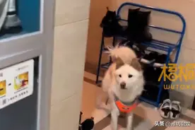 狗狗迷路热心人按电梯逐层帮找家，最后找到狗狗主人送回家里图片