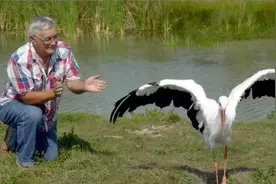 白鹳的异地恋：18年横跨16000公里相见，推动了一个法律的进程图片