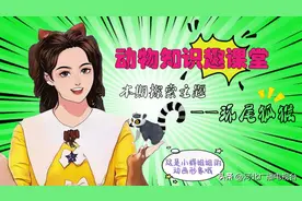 「动物知识趣课堂」环尾狐猴 你说它是狐狸还是猴子？图片