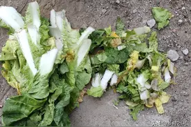 青菜不要再这样喂鸡了，只需要一个动作，鸡吃菜叶越多越好图片