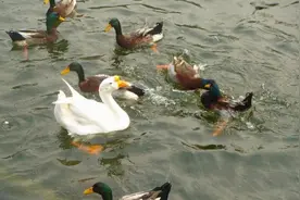 鹅与鸭杂交会有后代吗？或是条致富之路，有人做过相关实验图片