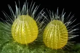 30张显微镜下拍摄到的照片，带你换个角度看世界图片