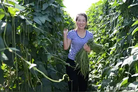 豆角什么时候掐尖和打叉？如何能结荚多、采摘时间长？实战经验图片