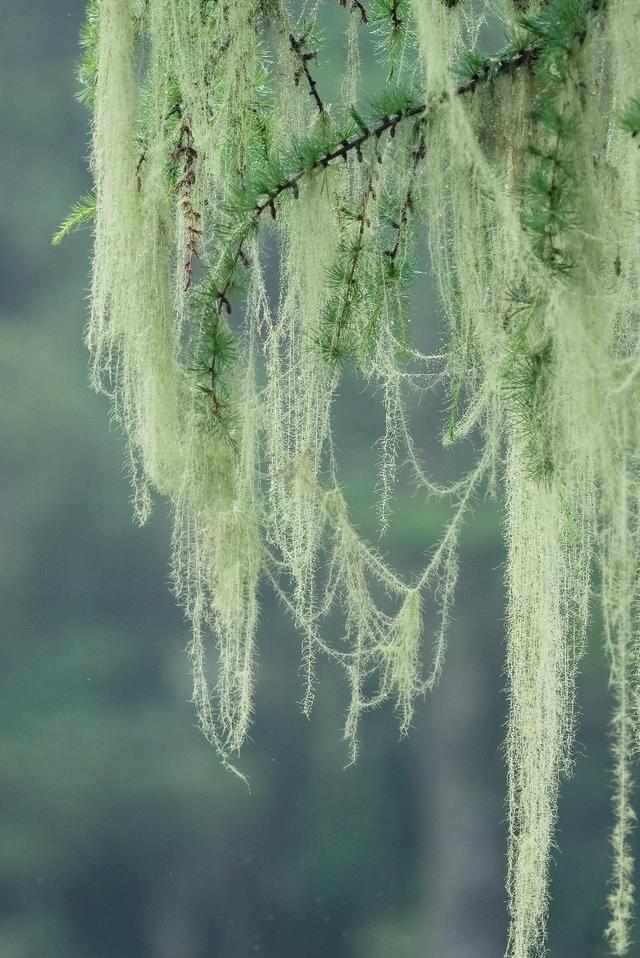 松鼠爱吃的食物有哪些图片 - 冷思维