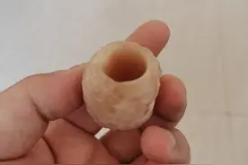 驼骨的功效（我不是卖驼骨的）图片