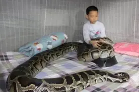 蛇真有灵性吗？印度男子放生眼镜蛇被“感恩”，回头一看差点哭了图片