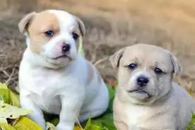 什么是细小？狗狗得细小就没救了？只要及时发现在家也能治好图片